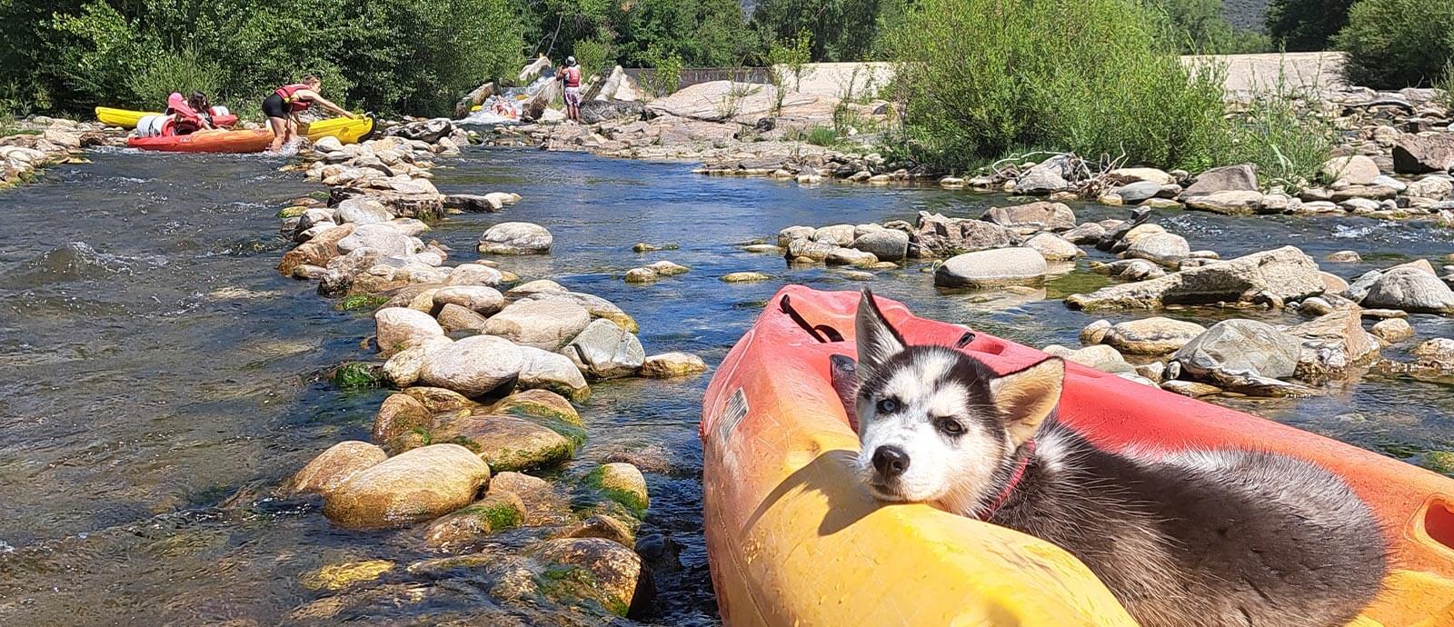 FAIRE DU CANOE AVEC SON CHIEN ? Nos conseils pour une belle expérience partagée.